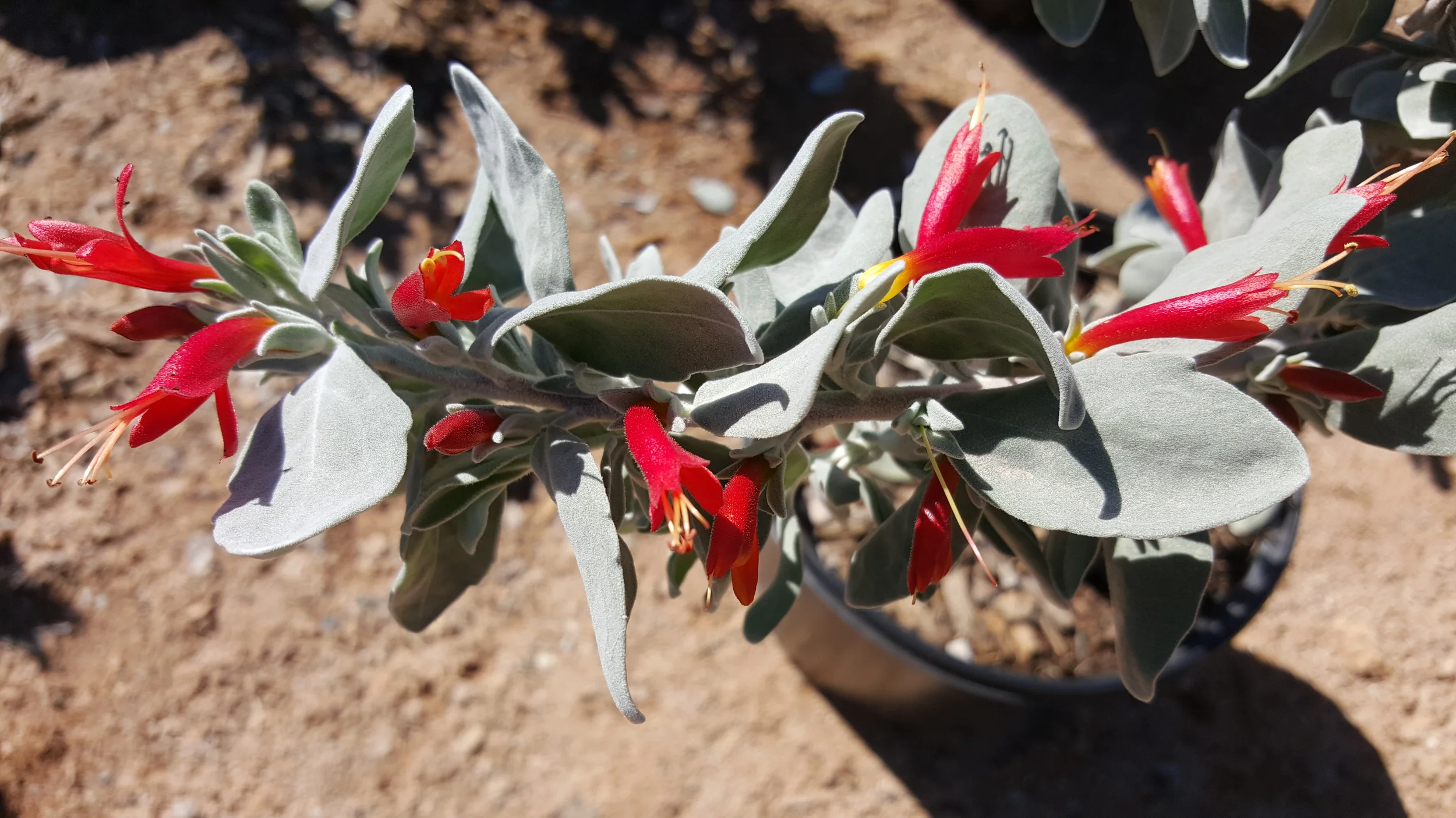 EREMOPHILA Glabra Fire and Ice™ — Australian Outback Plants Native Plant Nursery USA