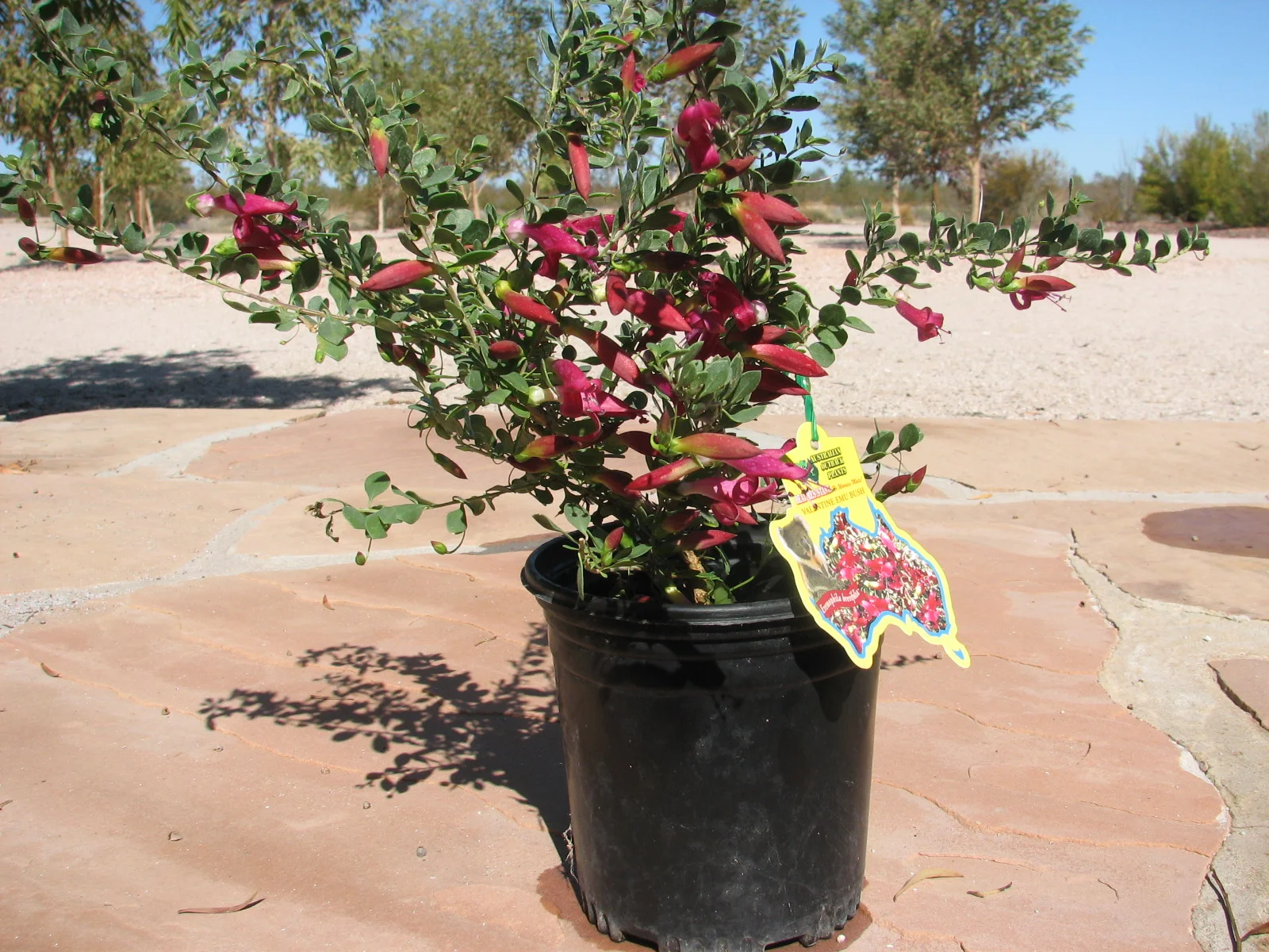 EREMOPHILA Brevifolia - Outback Valentine ™ — Australian Outback Plants ...