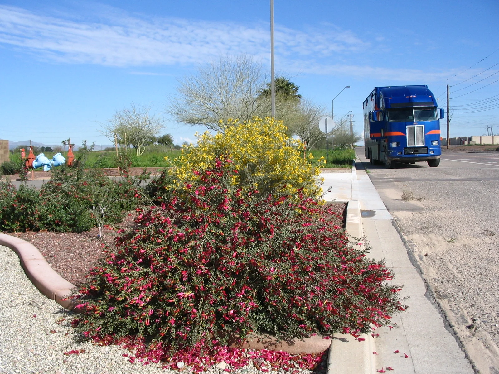 EREMOPHILA Brevifolia - Outback Valentine ™ — Australian Outback Plants ...