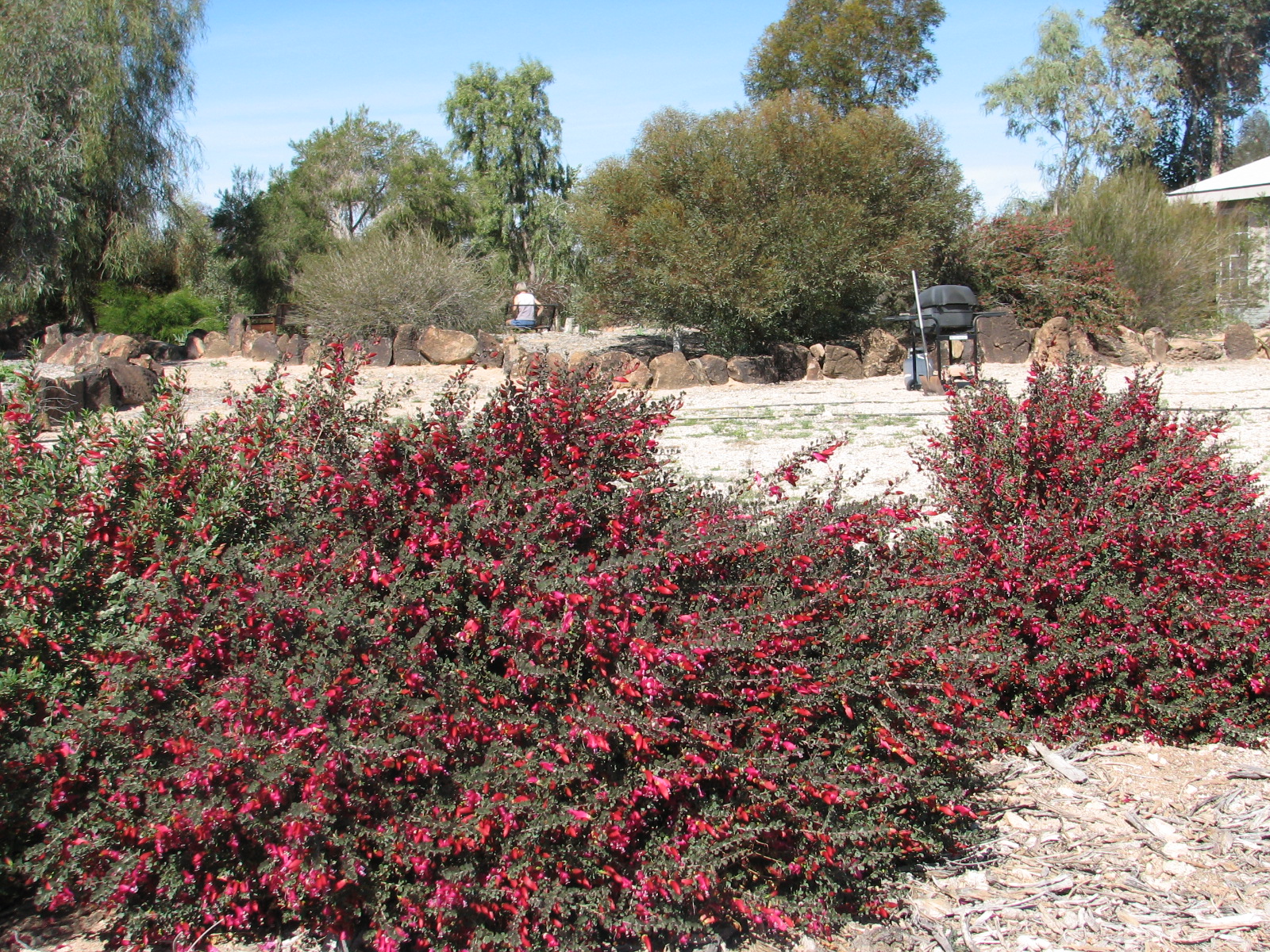 25 Valentines begin flowering Jan- April..jpg