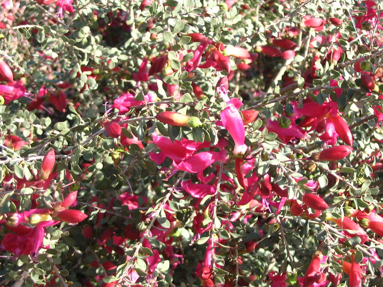 EREMOPHILA Brevifolia - Outback Valentine ™