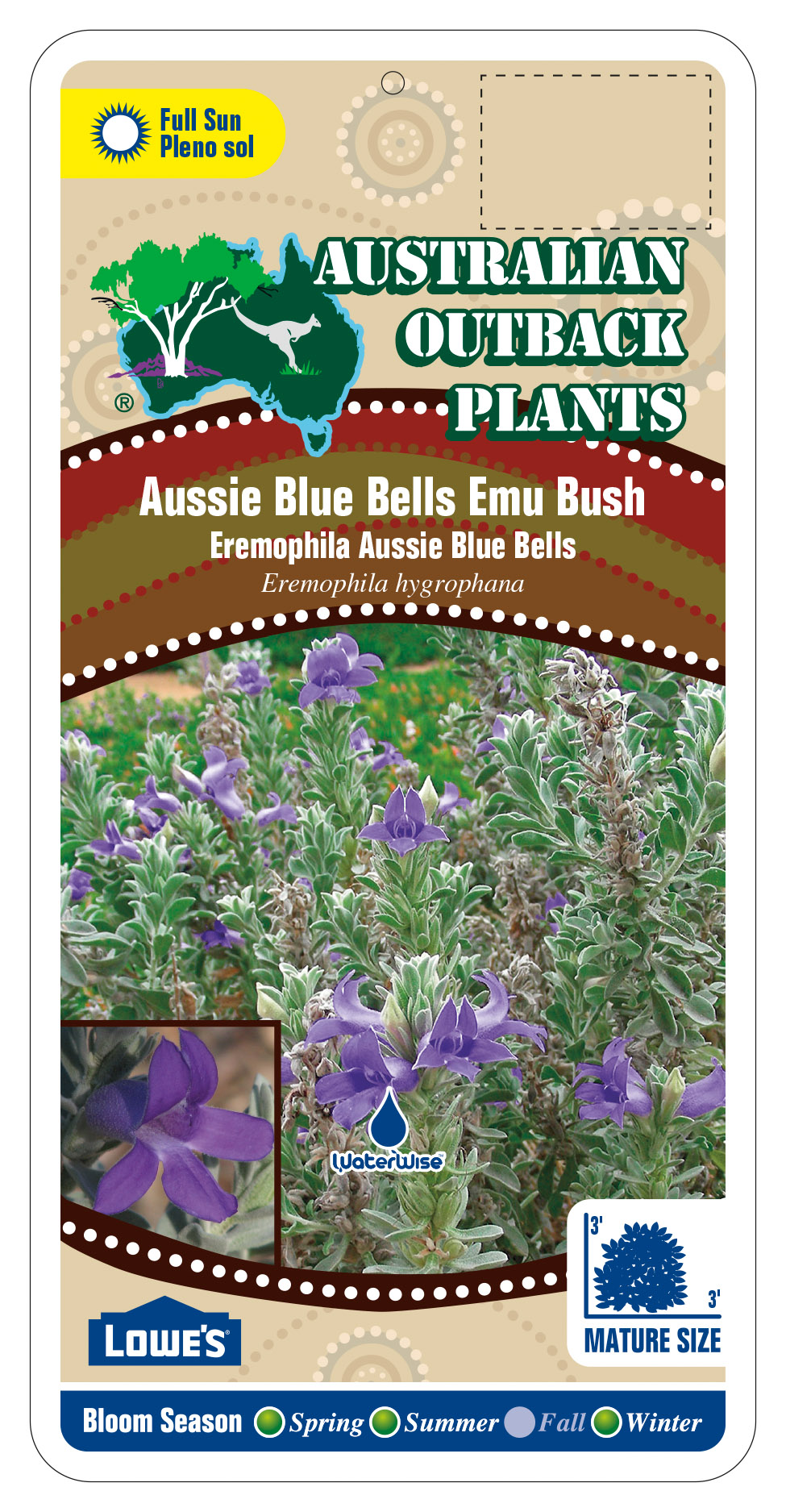 392196_FRONT-Aussie-Blue-Bells-Emu-Bush.jpg