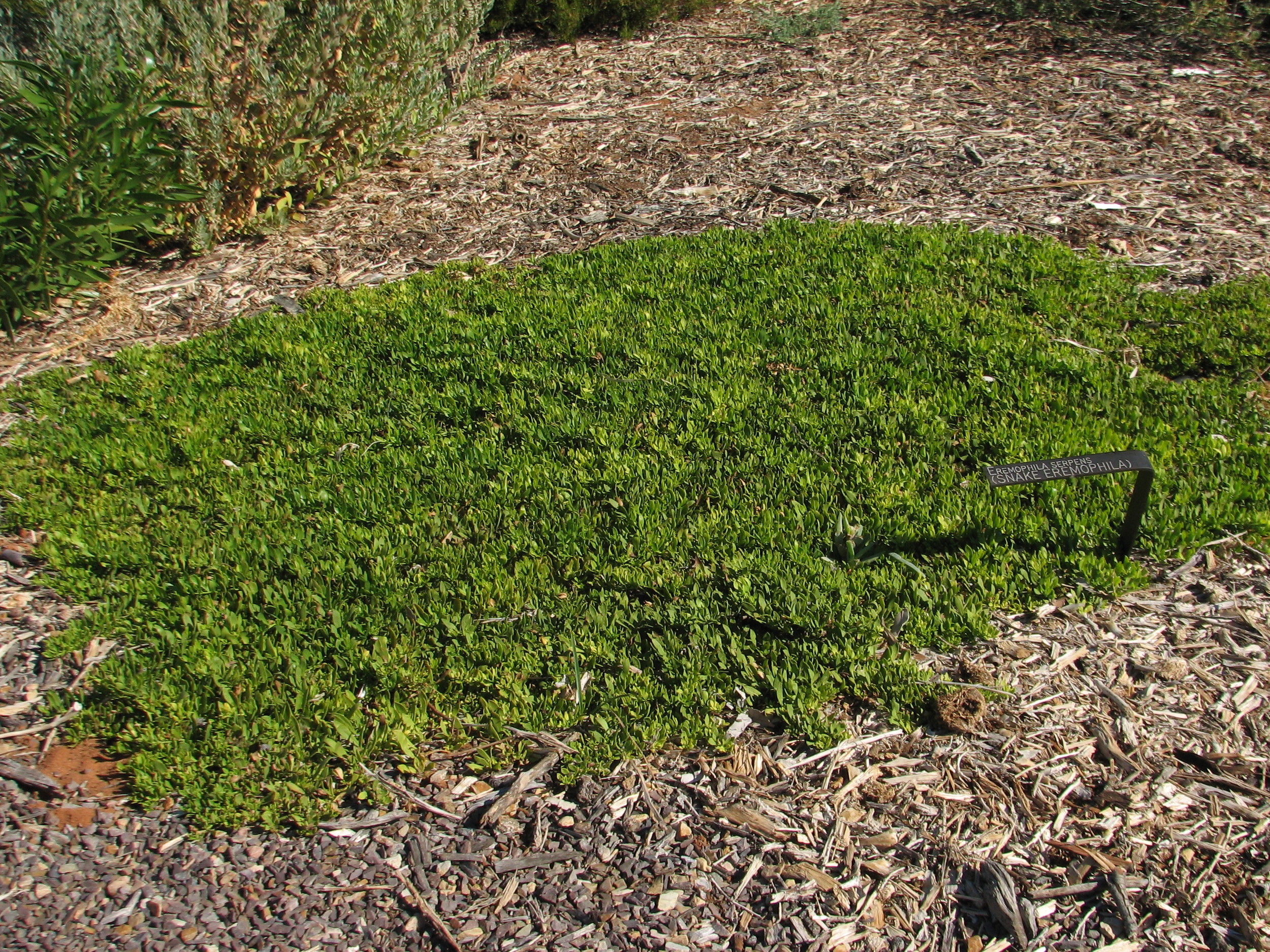 ARID LANDS BOTANICAL GDNS SA 127.JPG