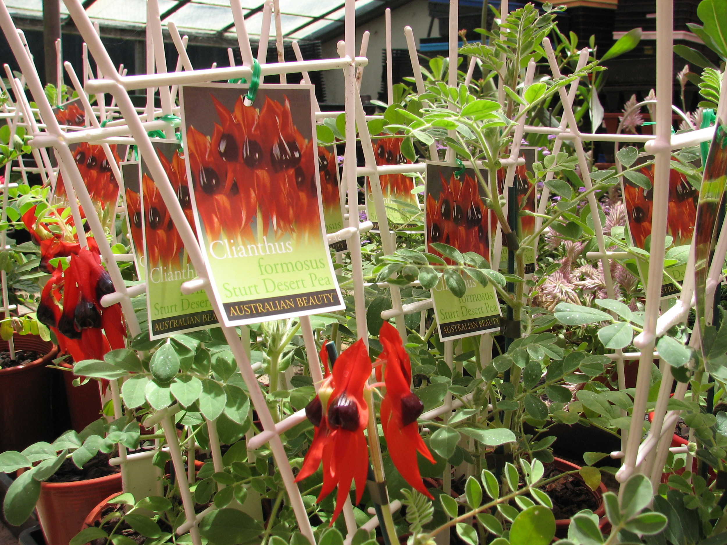 43 Desert Peas 4'' pots (1).jpg