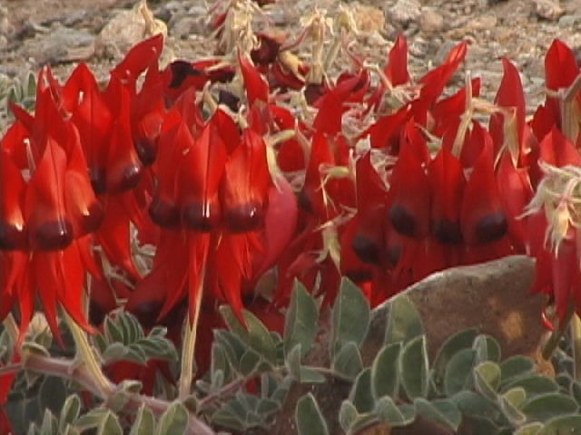 43 Swainsona formosa STURT DESERT PEA (1).jpg