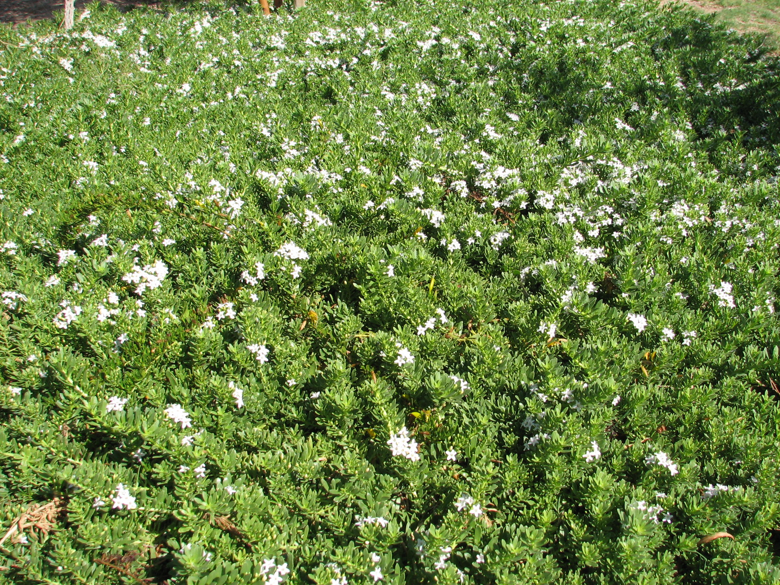 38 Myoporum parvifolium CREEPING BOOBIALLA  AUSTRALIAN RACER.jpg