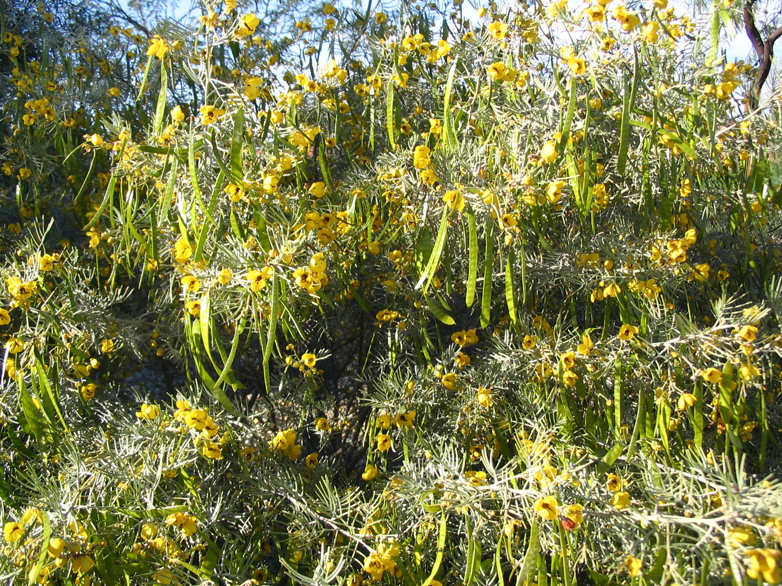 39 Senna artemisiodes FEATHERY CASSIA.JPG