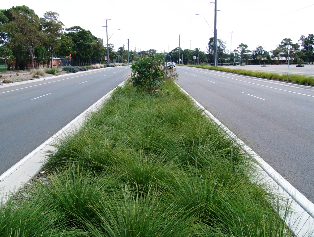 Lomandra-Breeze-hwy-planting.jpg