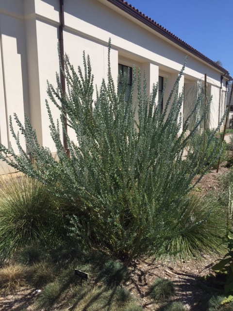 Acacia-cultriformis-knife acacia.JPG