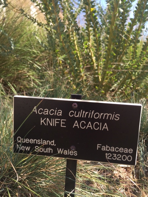 Acacia-cultriformis-knife acacia-sign.JPG