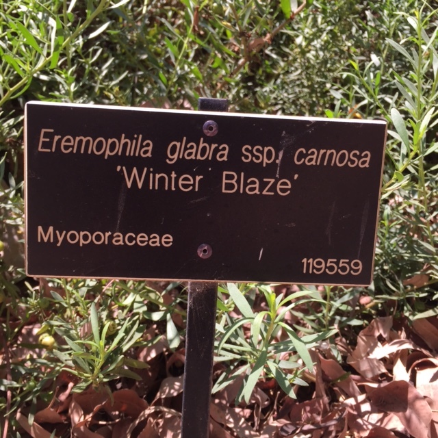 Eremophila-glabra-winter-blaze-sign.JPG