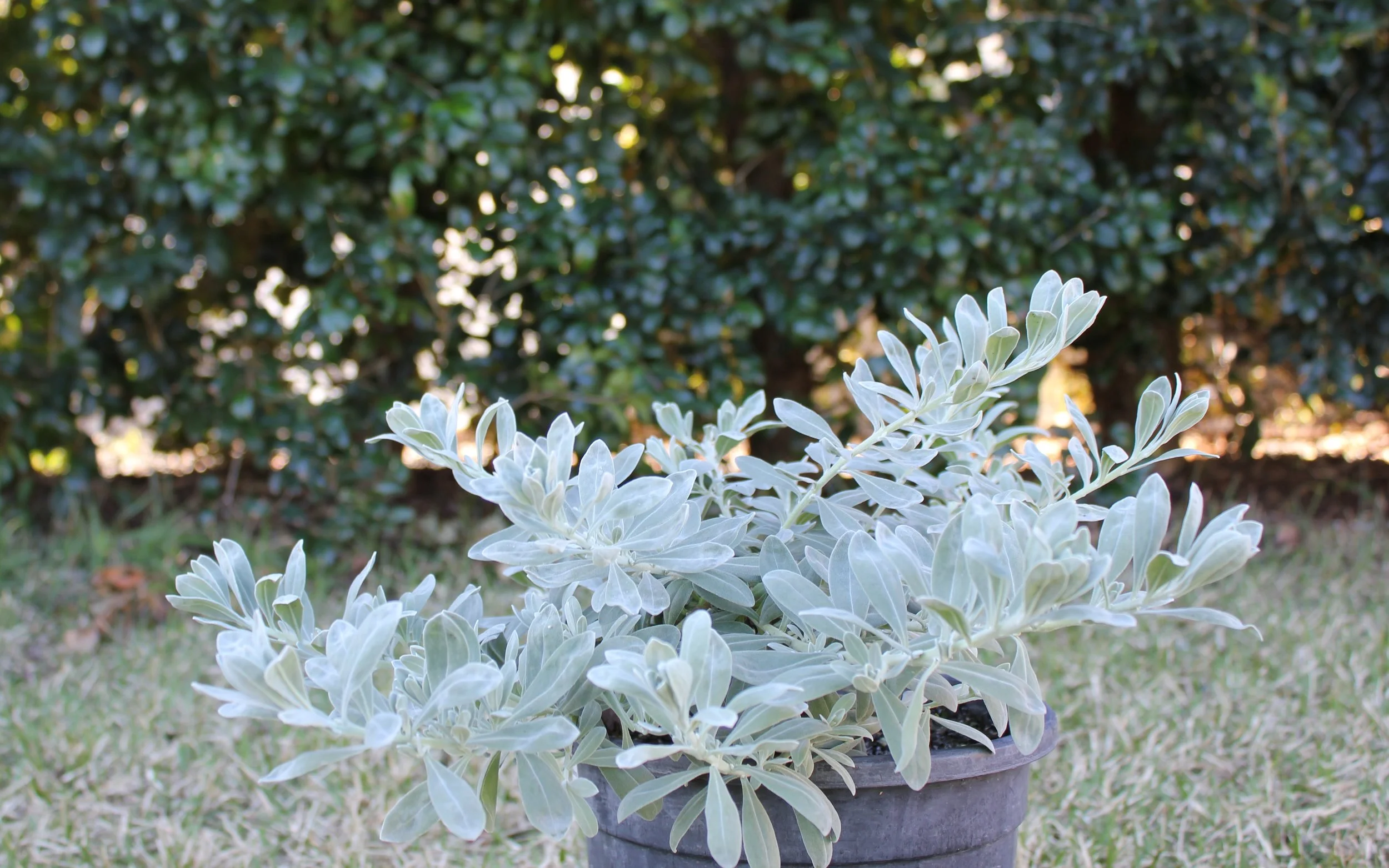 EREMOPHILA Glabra Grey Horizon — Australian Outback Plants Native Plant Nursery USA
