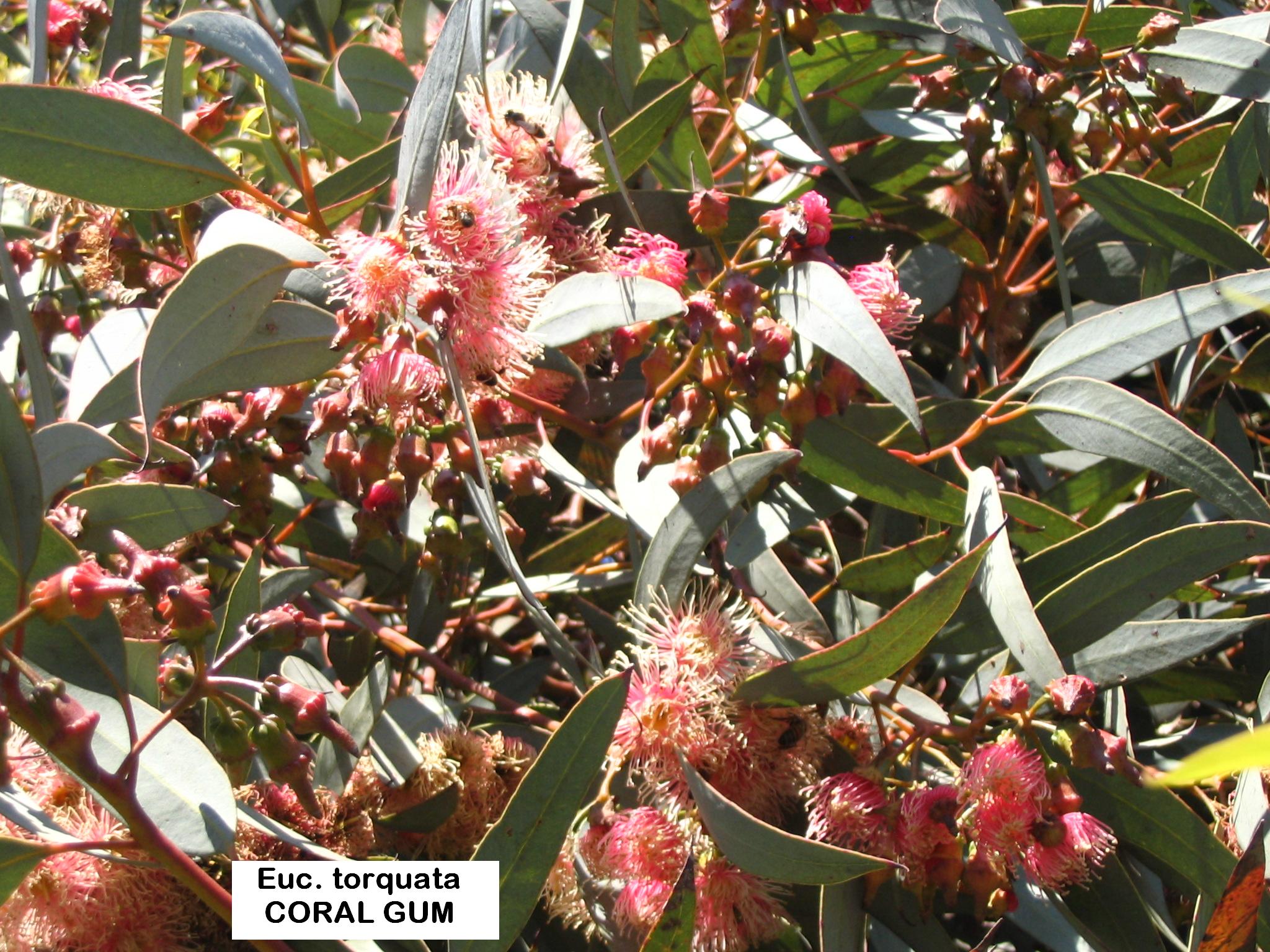 IN STOCK NOW - Eucalyptus torquata - Coral Gum