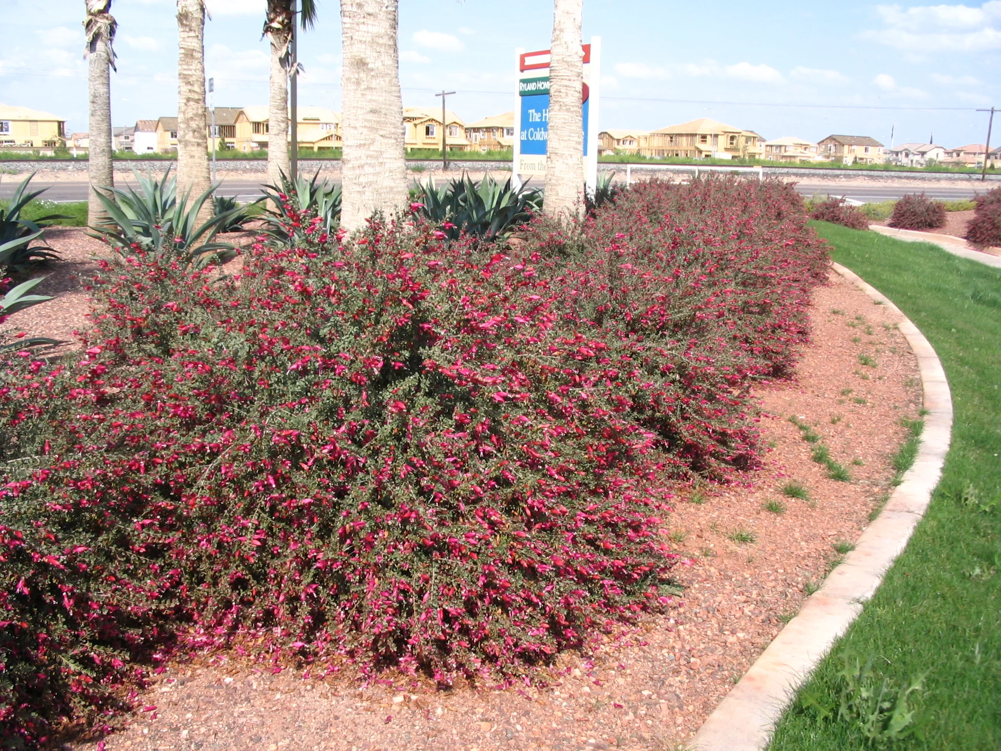 IN STOCK NOW - EREMOPHILA BREVIFOLIA OUTBACK VALENTINE™ — Australian ...