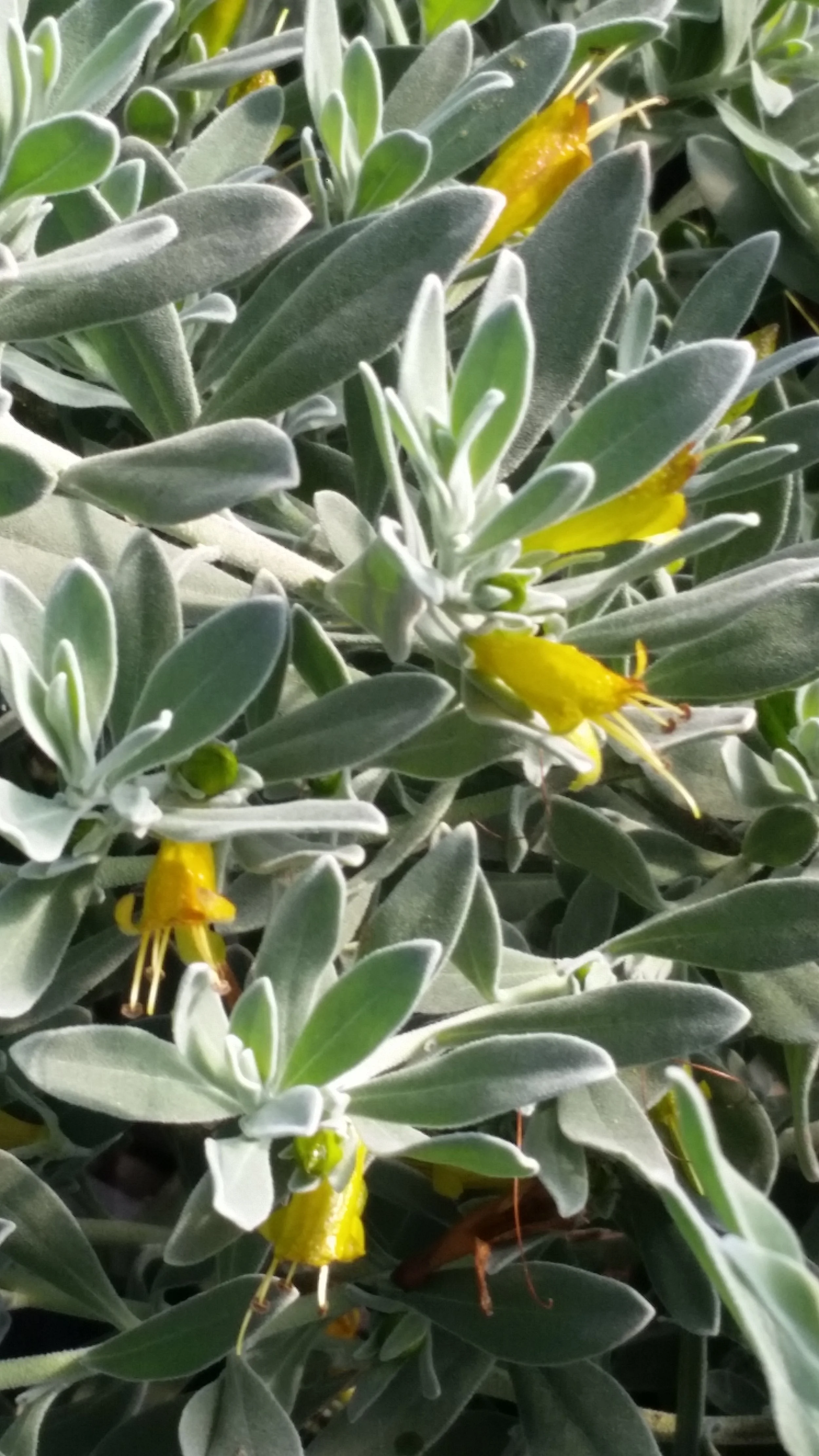 Australian Outback Plants now supplying Lowes throughout California