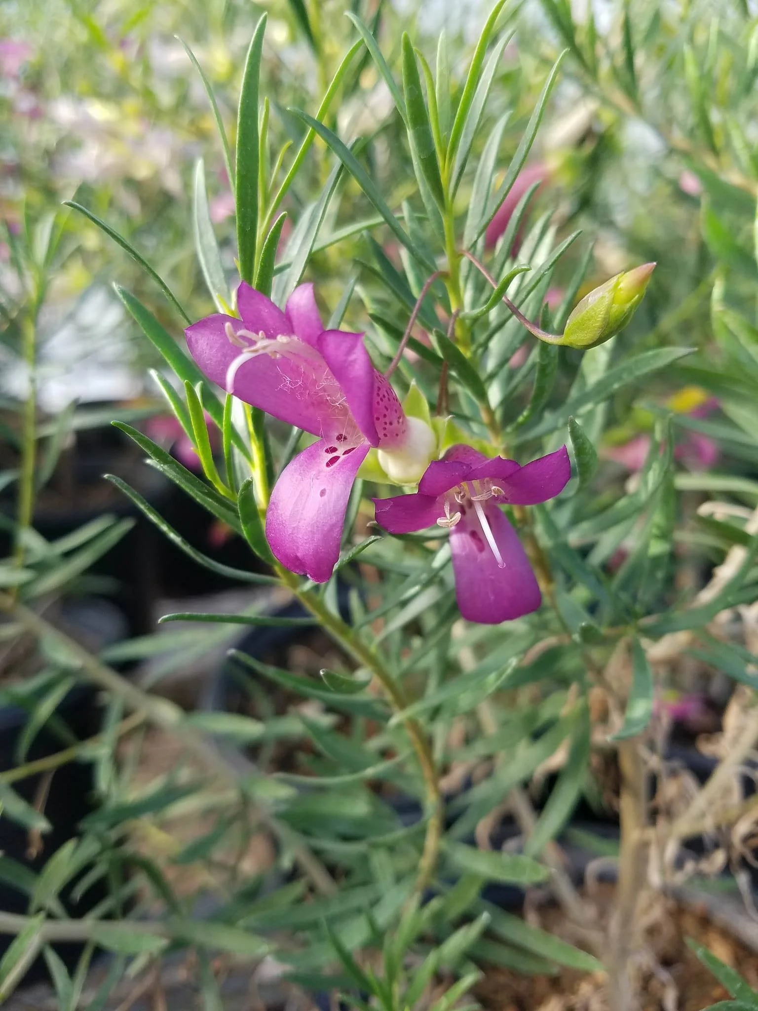 EREMOPHILA Alternifolia - Wildberry