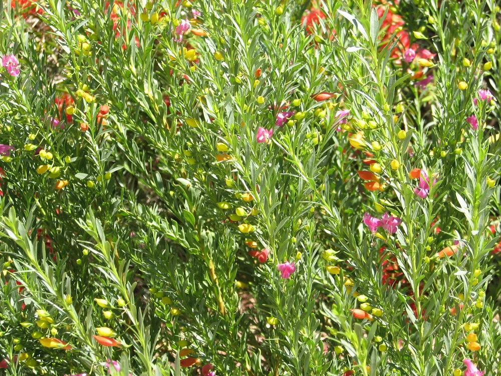EREMOPHILA Maculata - Racemosa Fairy Floss