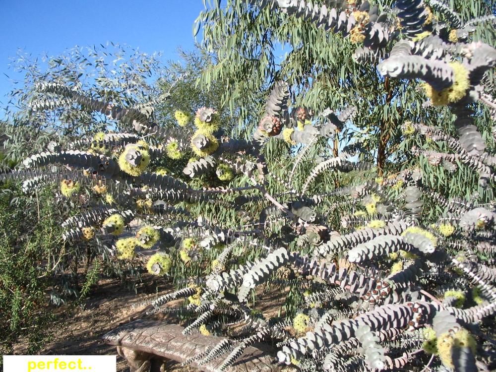 EUCALYPTUS Kruseana - Kruses's Bookleaf Mallee