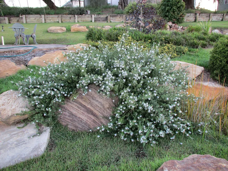 WESTRINGIA FRUTICOSA ‘WES05’  MUNDI™ 