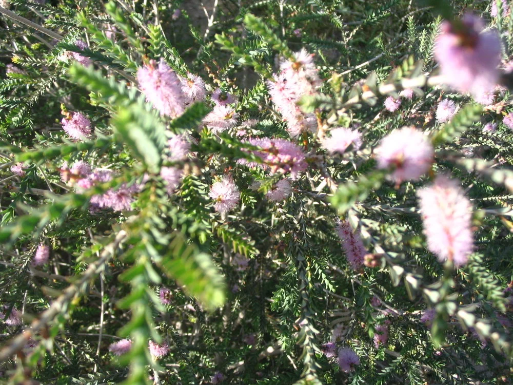 MELALEUCA Decussata  - Cross Leaved Honey Myrtle™