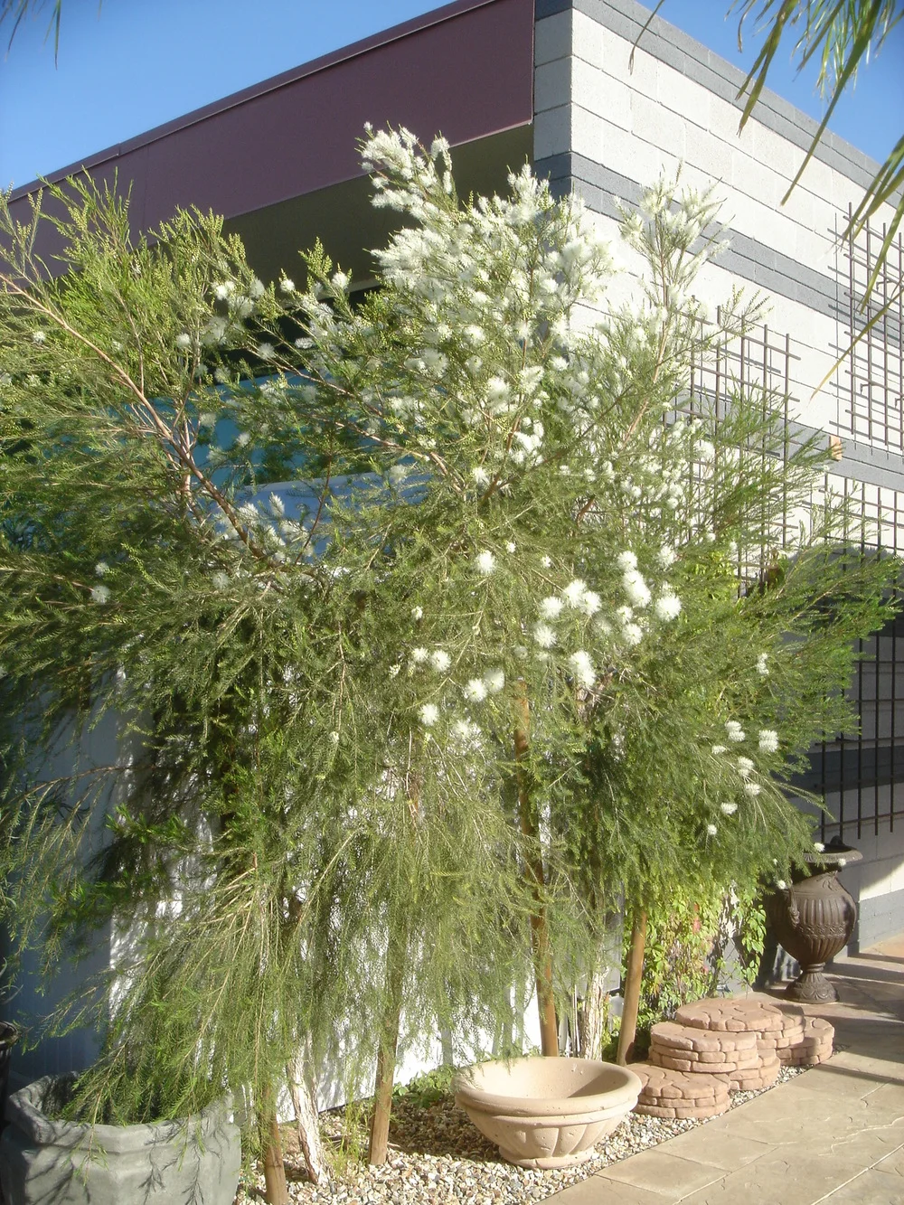 MELALEUCA Alternifolia - Medicinal Tea Tree Oil