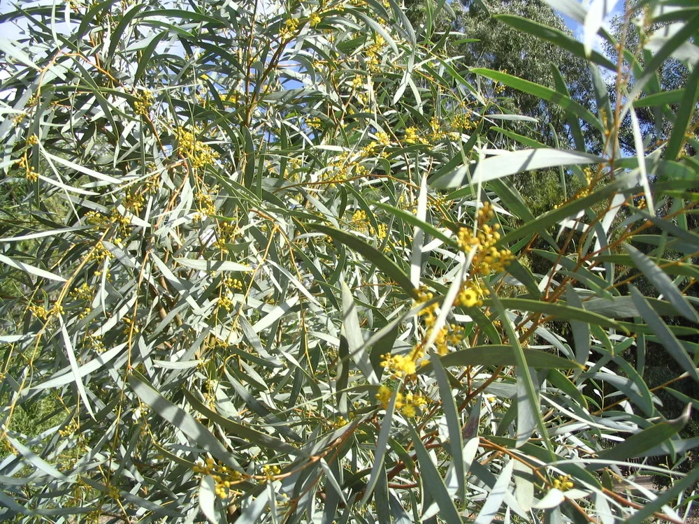 ACACIA Jennerae - Coonavittra Wattle