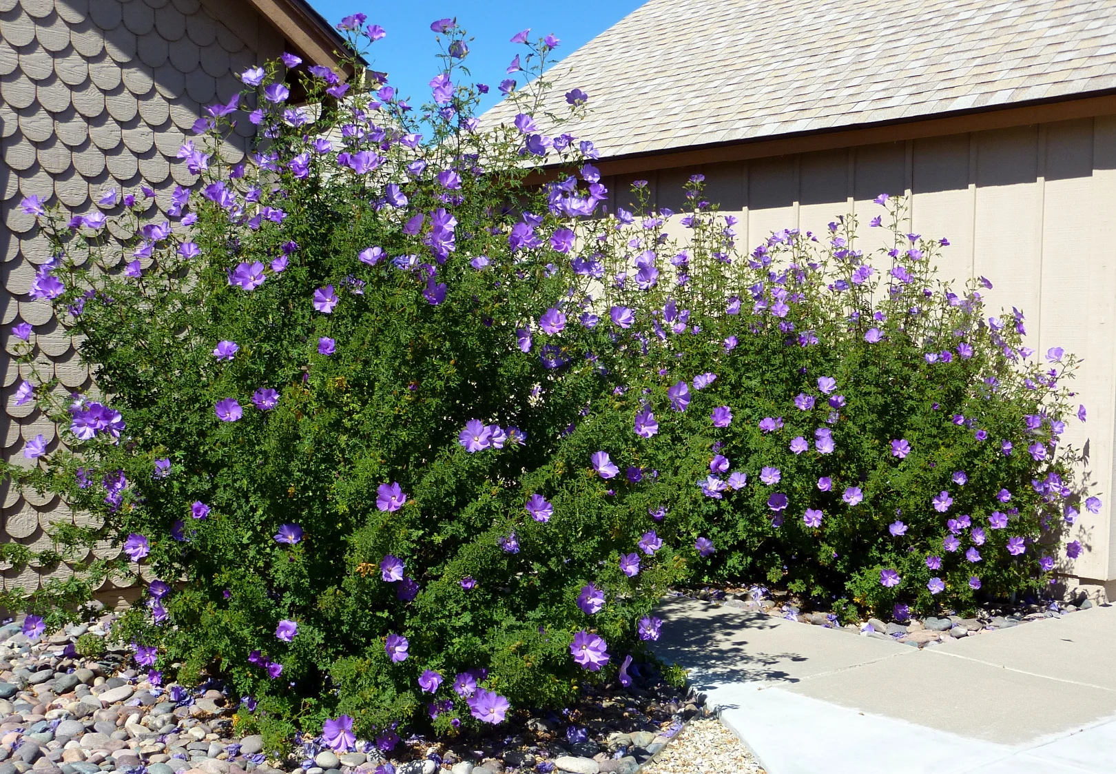 ALYOGYNE huegelii - Santa Cruz Lilac Hibiscus