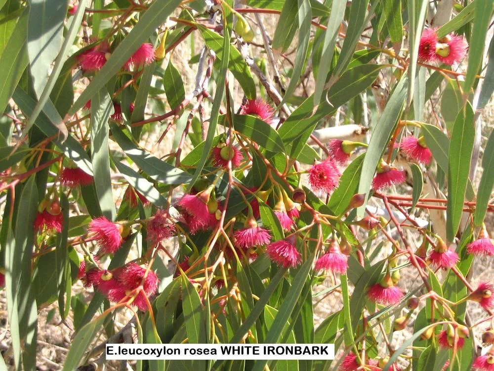 EUCALYPTUS Leucoxylon Rosea - White Iron Bark