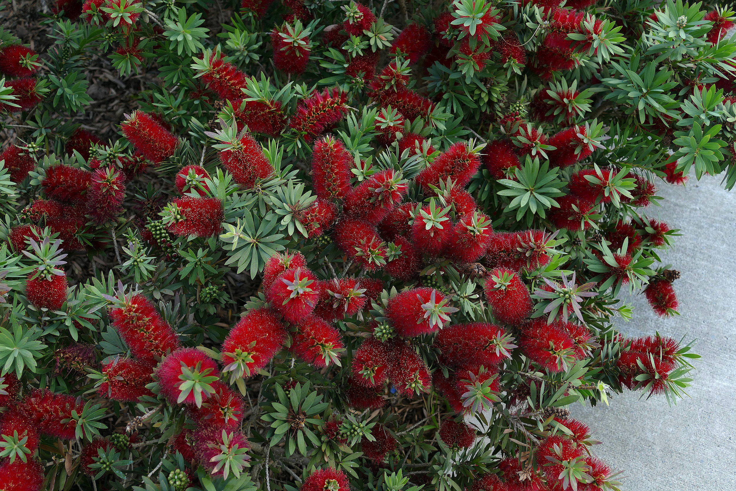 CALLISTEMON - Little  John