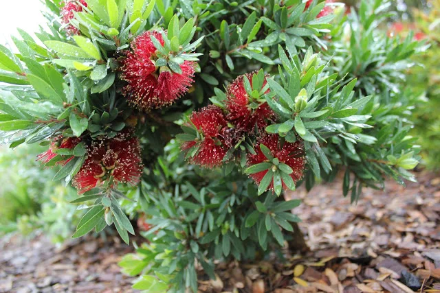 CALLISTEMON Viminalis ‘LJ1’- Better John TM