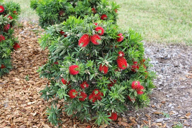 CALLISTEMON Viminalis ‘LJ23’  - Green John