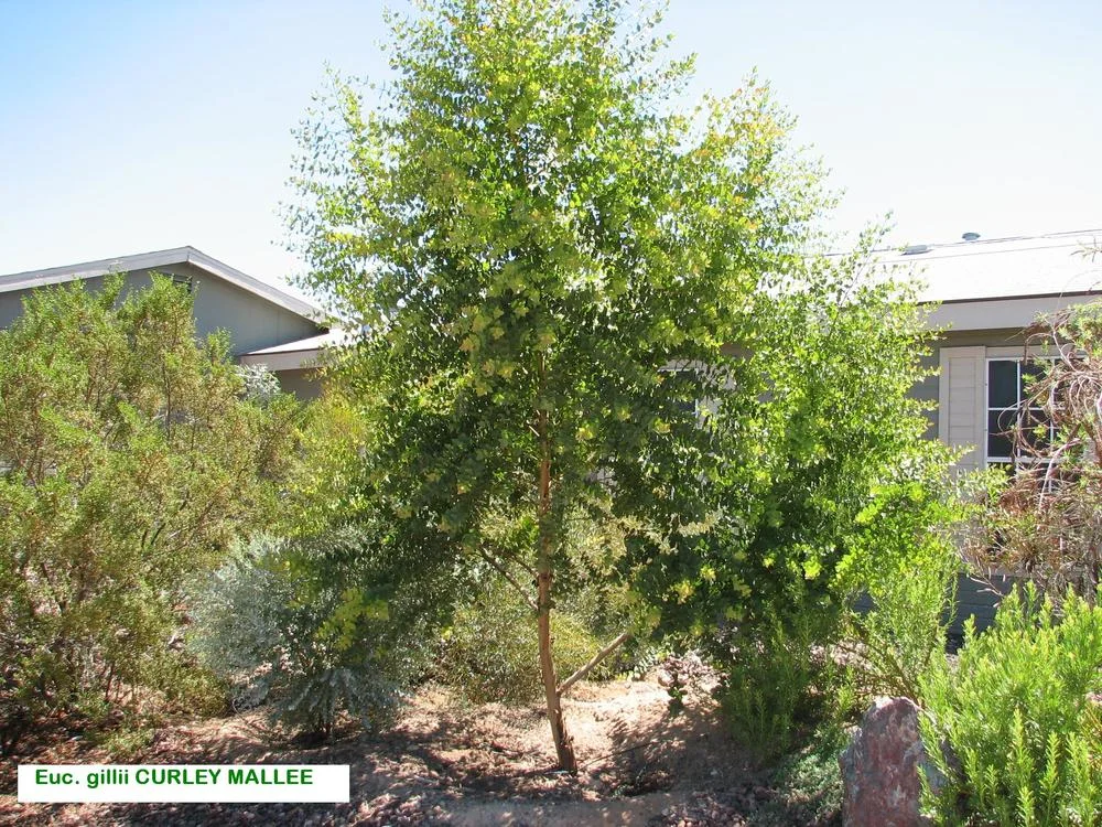 EUCALYPTUS Gilli - Green Curly Mallee