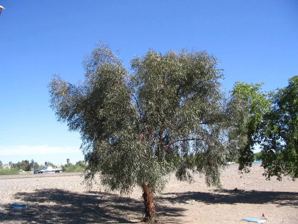 EUCALYTPUS Sargentii - Salt River Gum