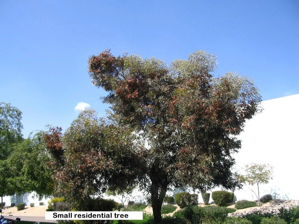 EUCALYPTUS Torquata - Coral Gum