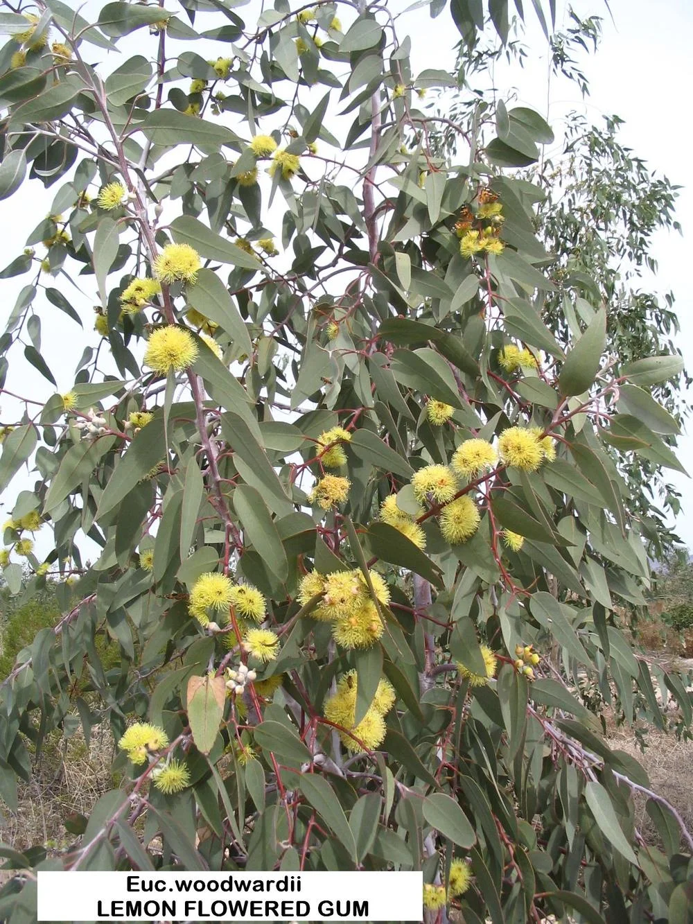 EUCALYPTUS Woodwardii - Lemon Flowered Gum