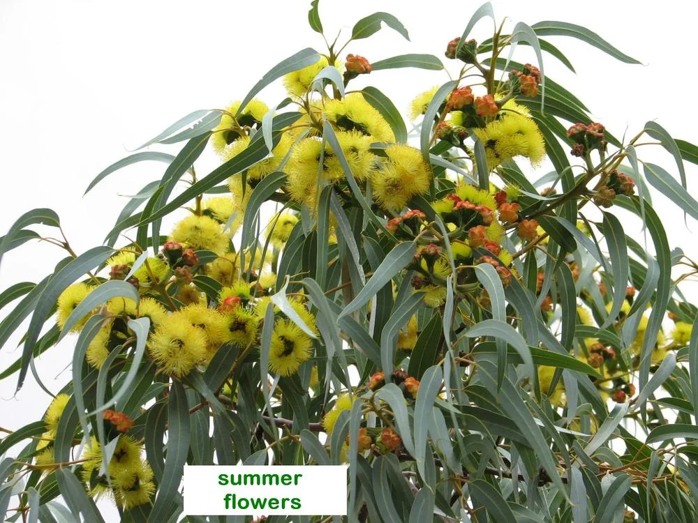 EUCALYPTUS Erythrocory - Red Cap Gum