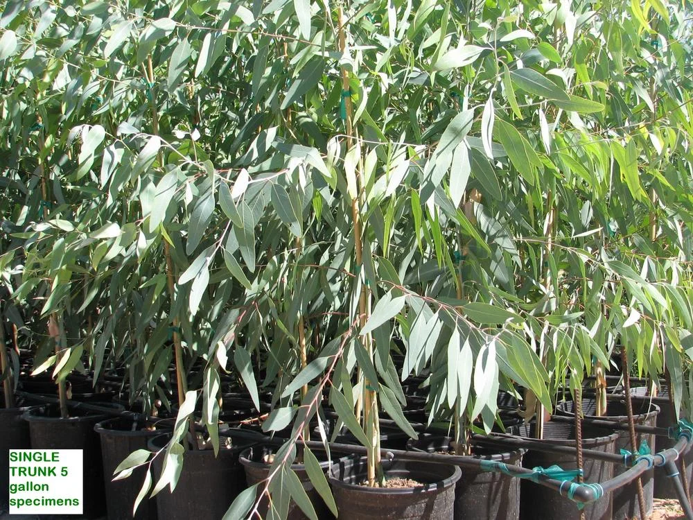 EUCALYPTUS Silverton - Silverton Province