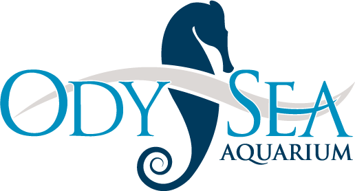 OdySea Aquarium