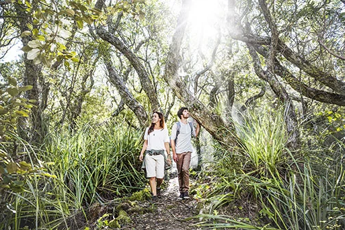1_ATEED © Todd Eyre Haerenga-Forestwalk-web.jpg