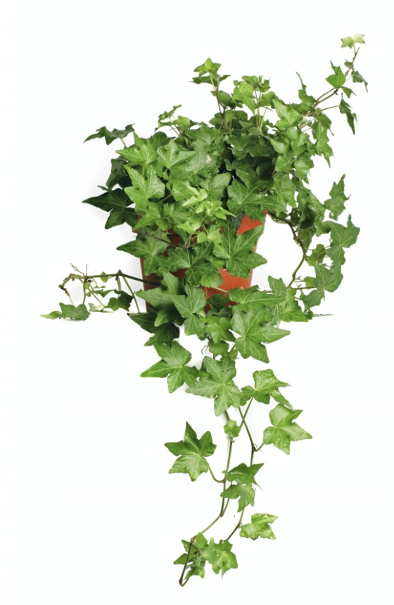 ENGLISH IVY.png
