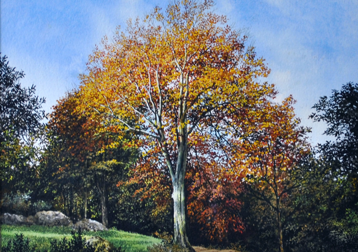 Martin-Taylor.Common-Beech.jpg