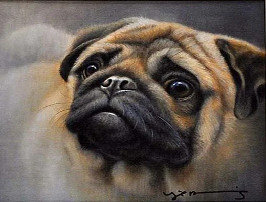 nigel-hemming-pug.jpg