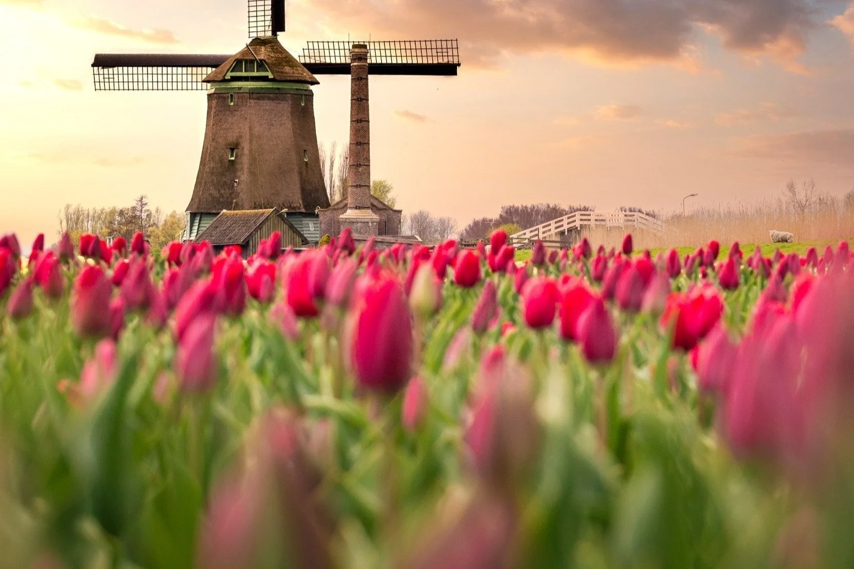 Daily Tulip Farmer Fields Photography tour along with the