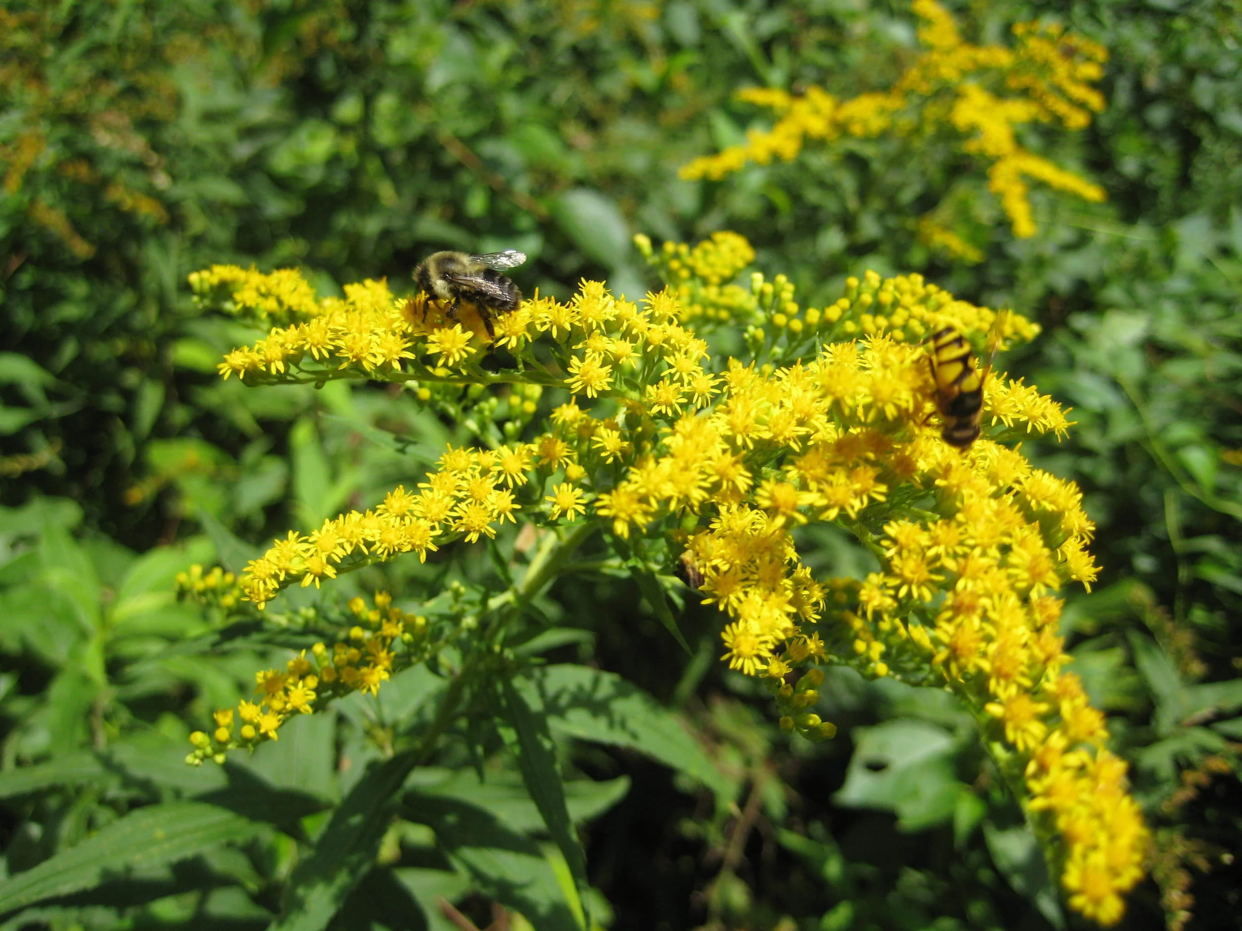 Goldenrod