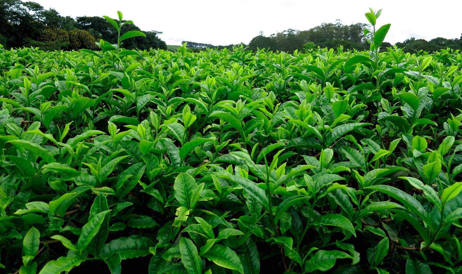 Camillia sinensis (Tea Plant) .