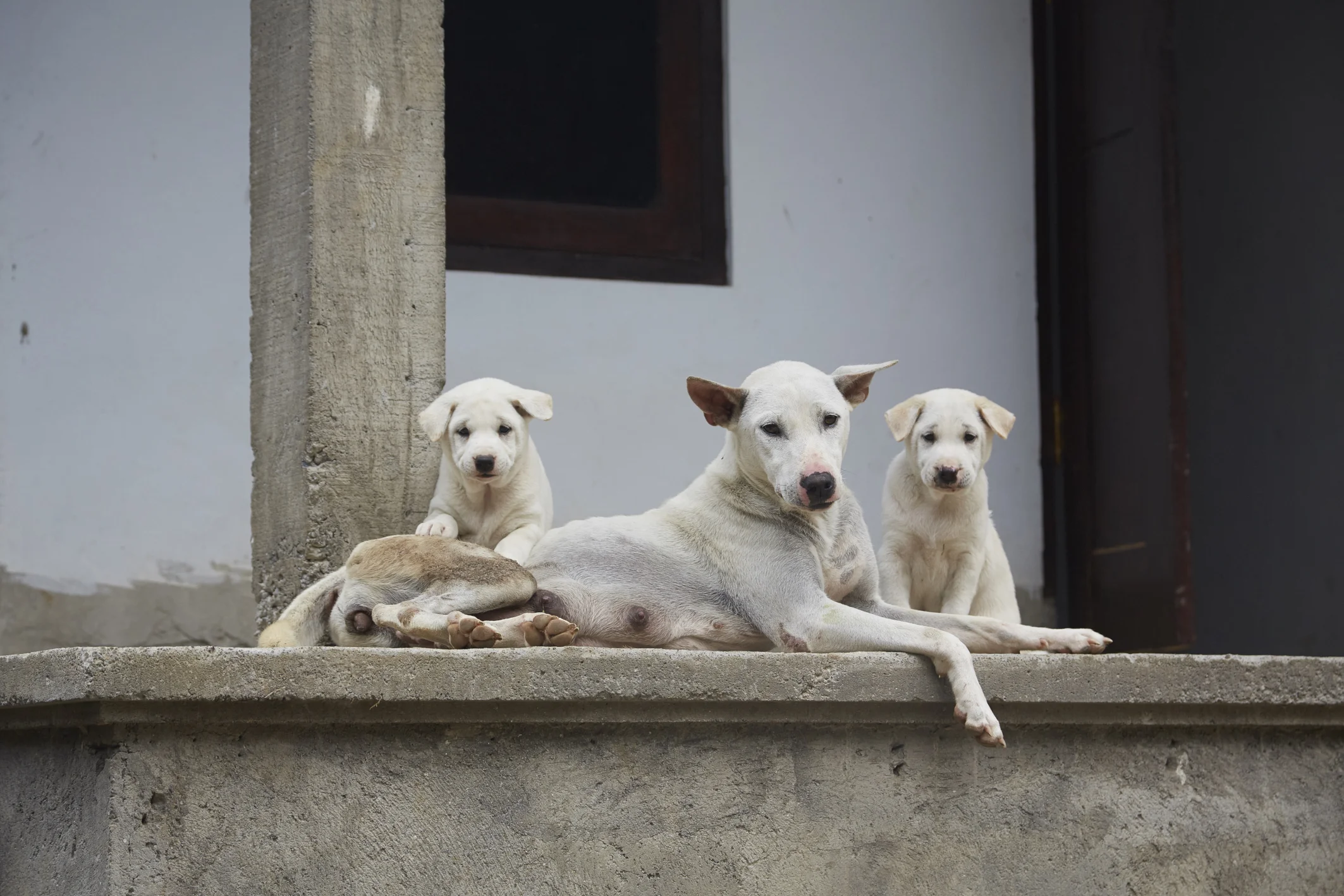 L'altra vita dei cani a Bali