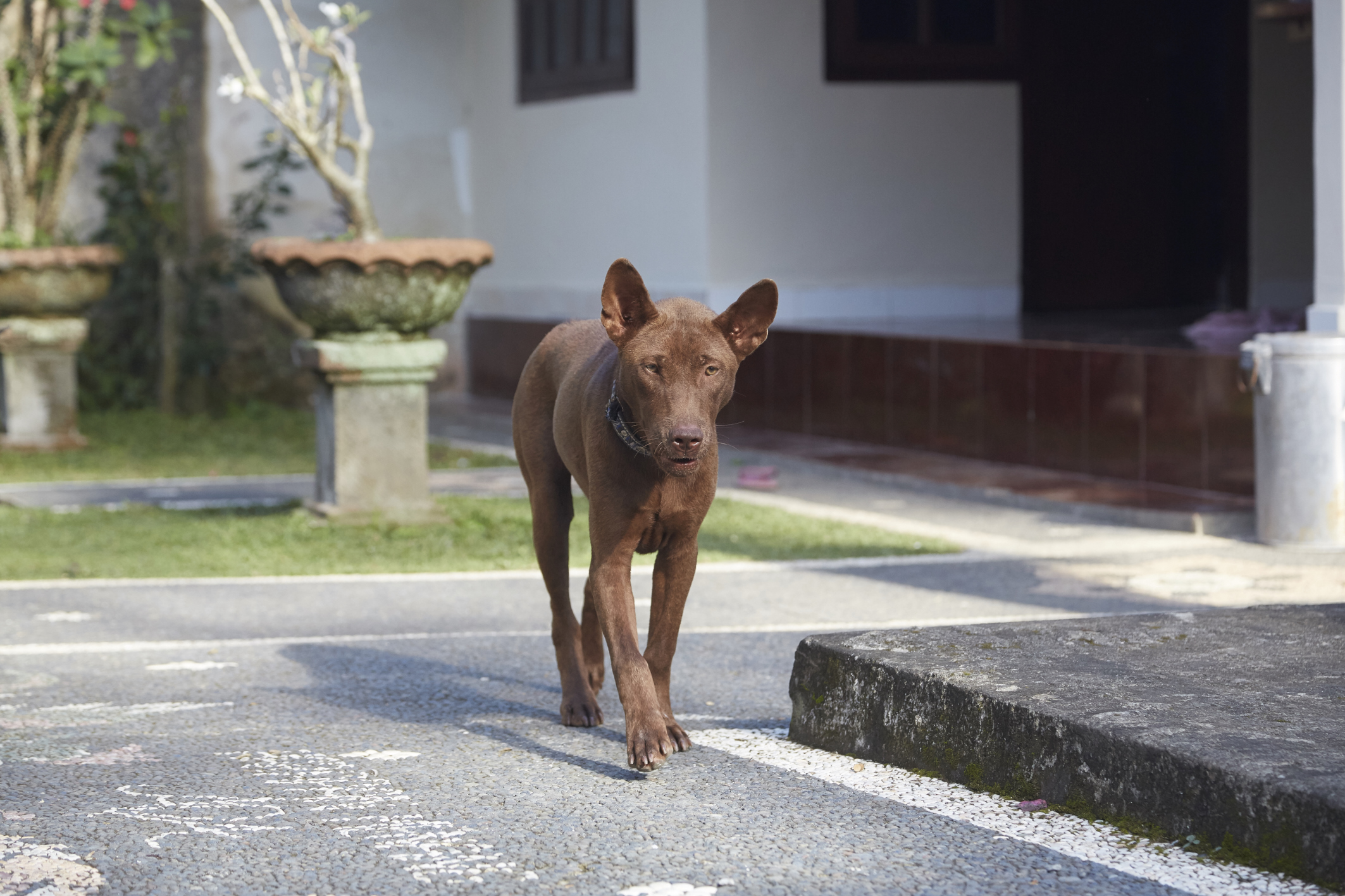 3 magnifici cani di proprietà (forse imparentati) avvertono subito ululando del nostro avvicinamento al cancello di casa poi vedendoci parlare con la proprietaria ci osservano curiosi ma senza cercare mai il contatto fisico, diffidenti e sempre attenti ai movimenti di lei