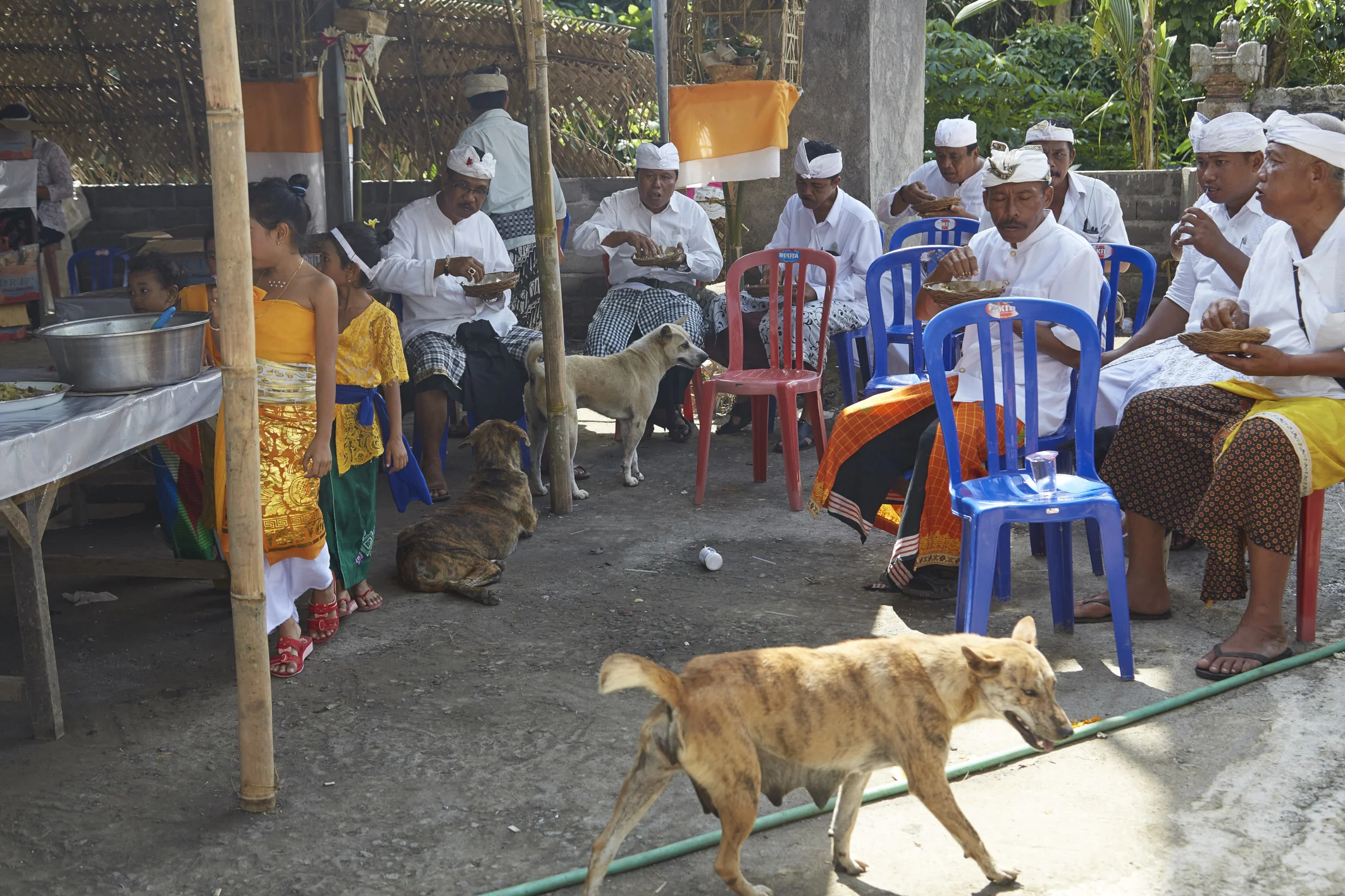 Si aggirano nel bel mezzo di una festa religiosa in modo silenzioso, senza mai rubare cibo dai tavoli, ma al limite aspettando in modo molto "educato"