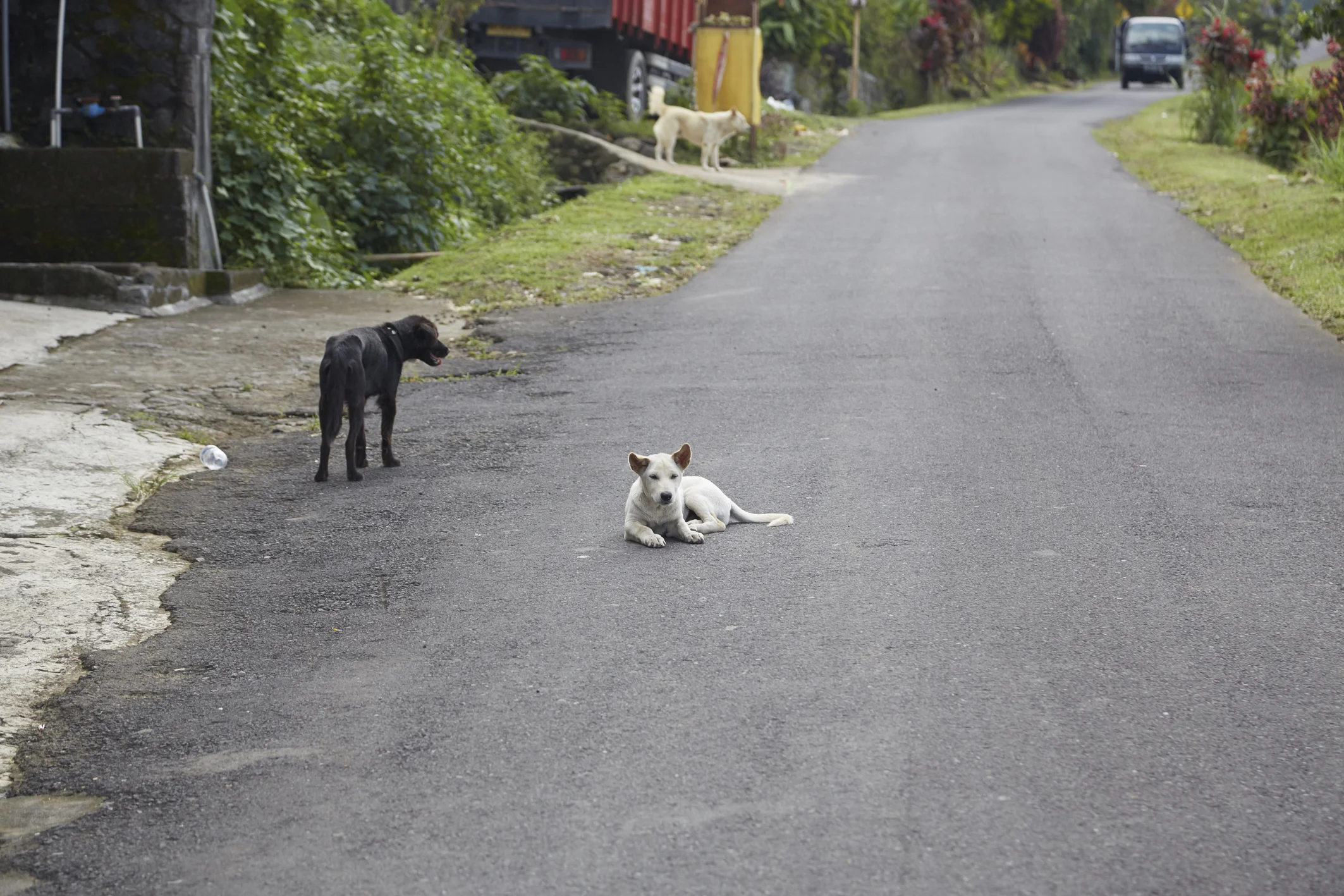 Riposare in piena carreggiata come se nulla fosse