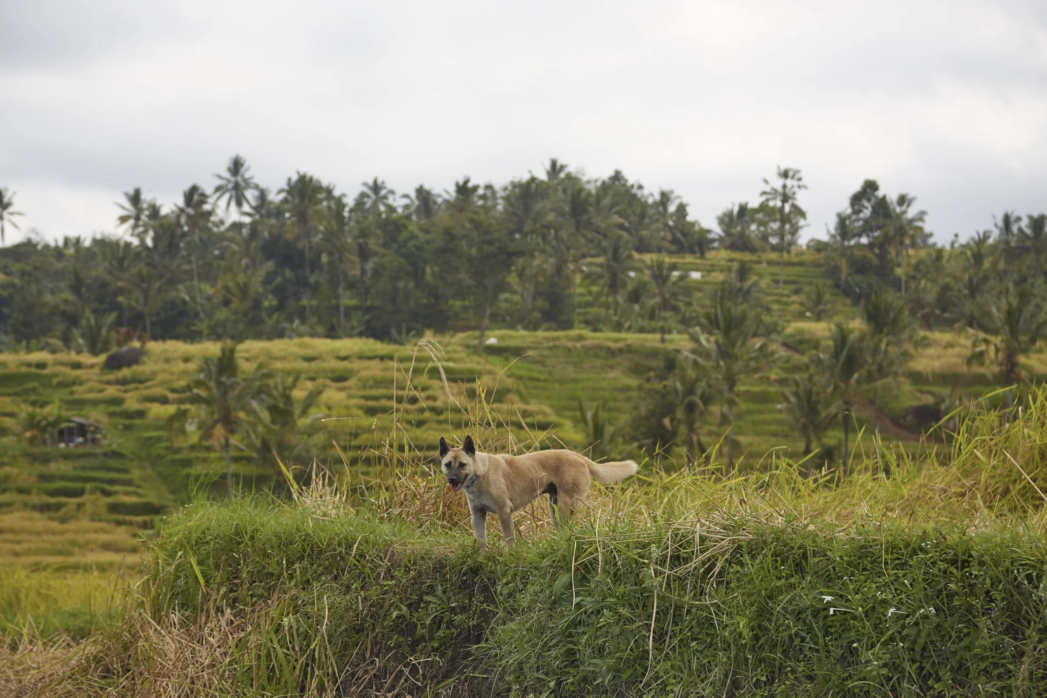 Un giro nelle risaie per controllare tutto dall'alto